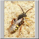 Nomada lathburiana - Wespenbiene m09.jpg